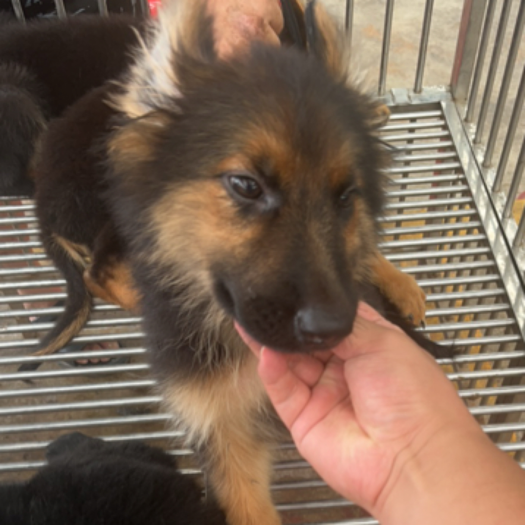 牧羊犬幼犬正宗黑背大型犬宠物犬看家护院之选
