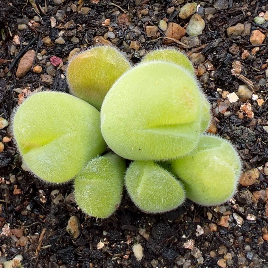 2.18好看的多肉312