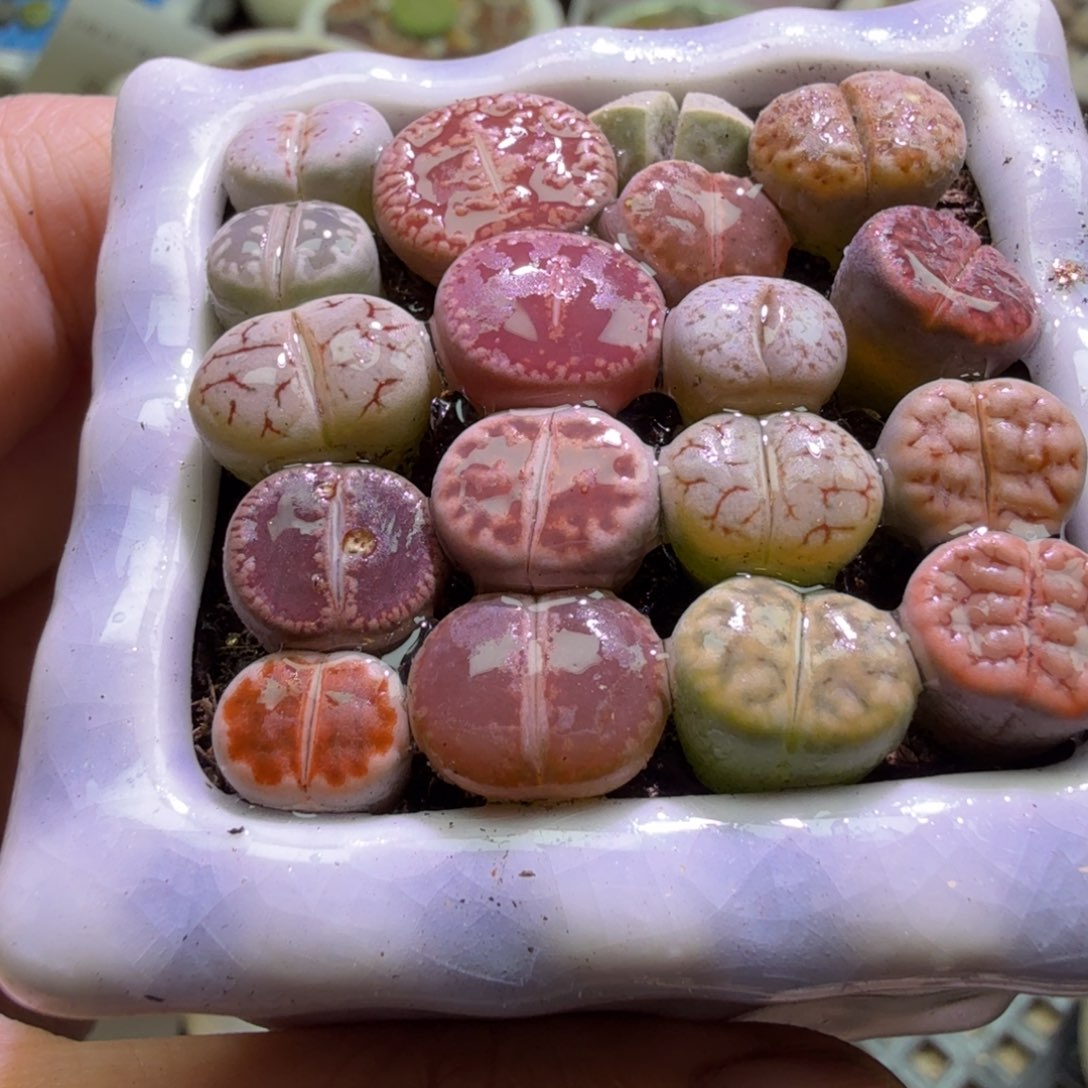 小***宗多肉植物福利冲冲冲574