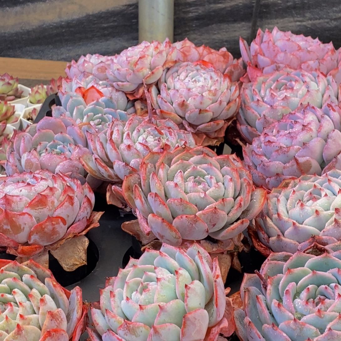 248多肉植物保护研究所所长助理