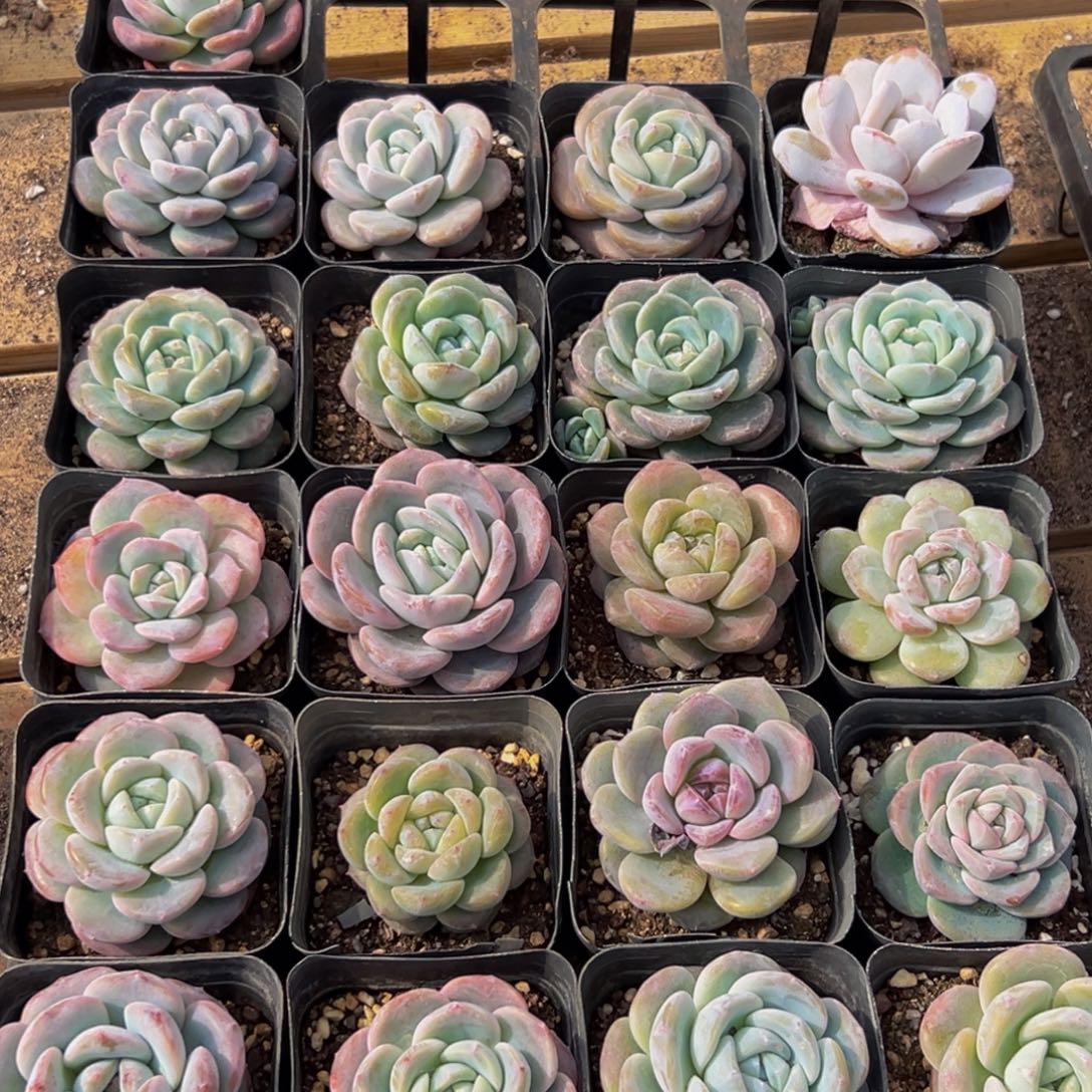 567多肉葡萄领导的