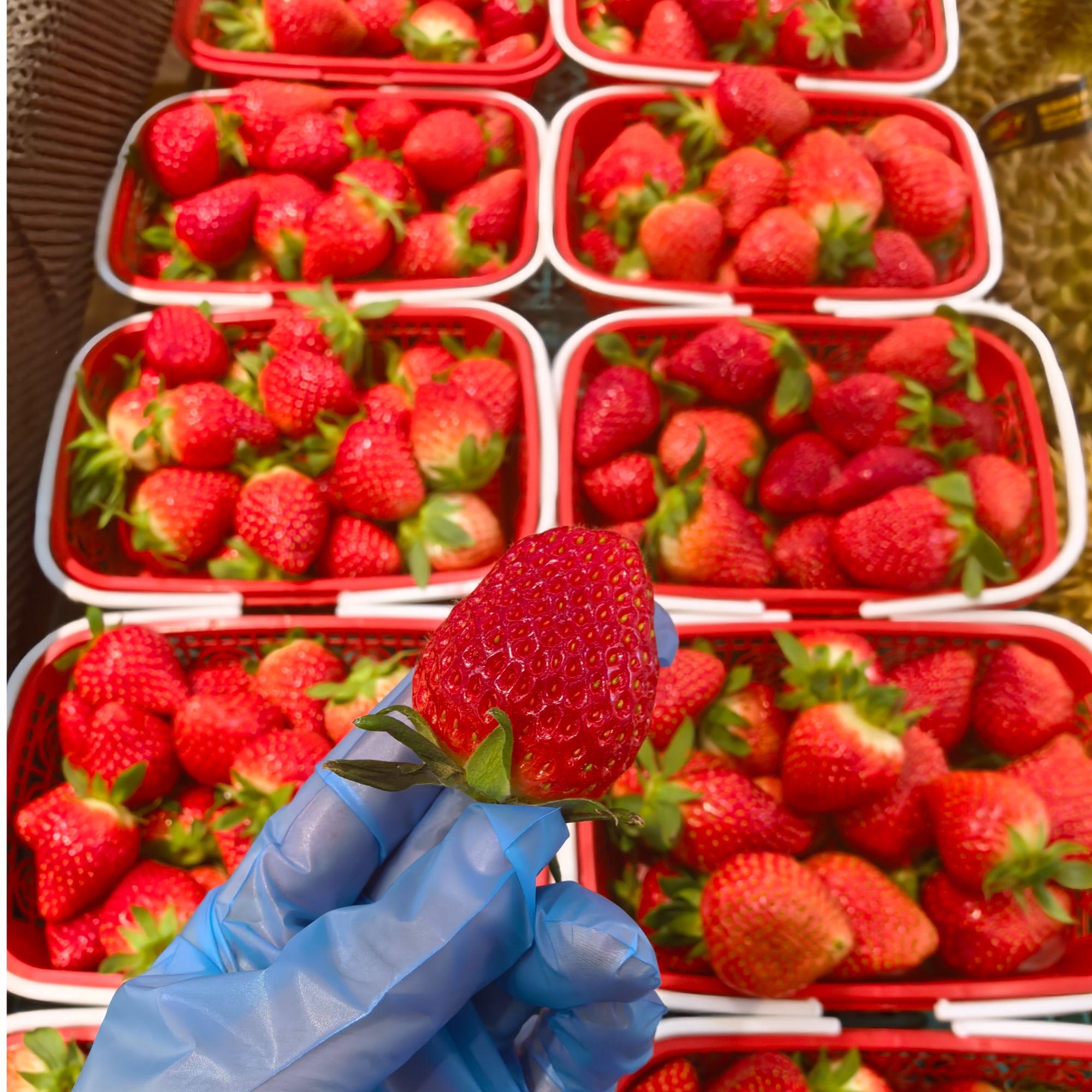 【现摘】丹东99草莓肉细汁多500g/框同城骑手配送上楼
