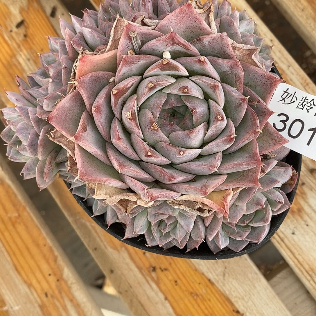 念***开3017杂交老桩基地～12厘米