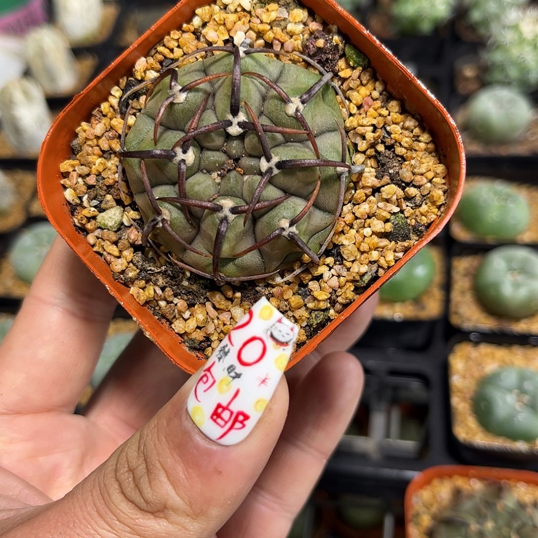 25344一物一拍单头发货