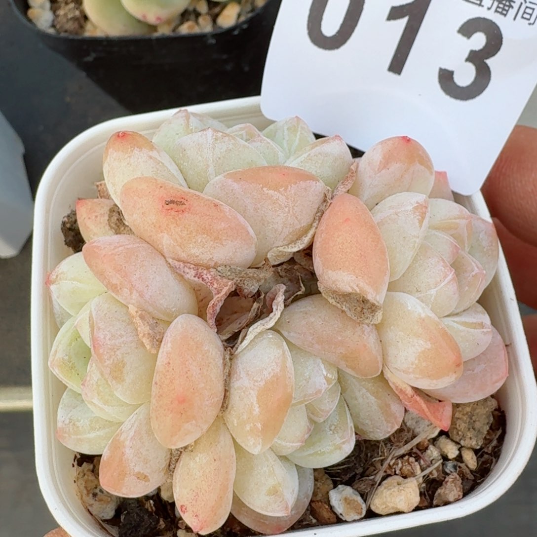 白底冰玉         多肉植物