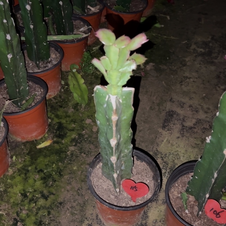 易***姐当前无花栽培后可以开花068  115