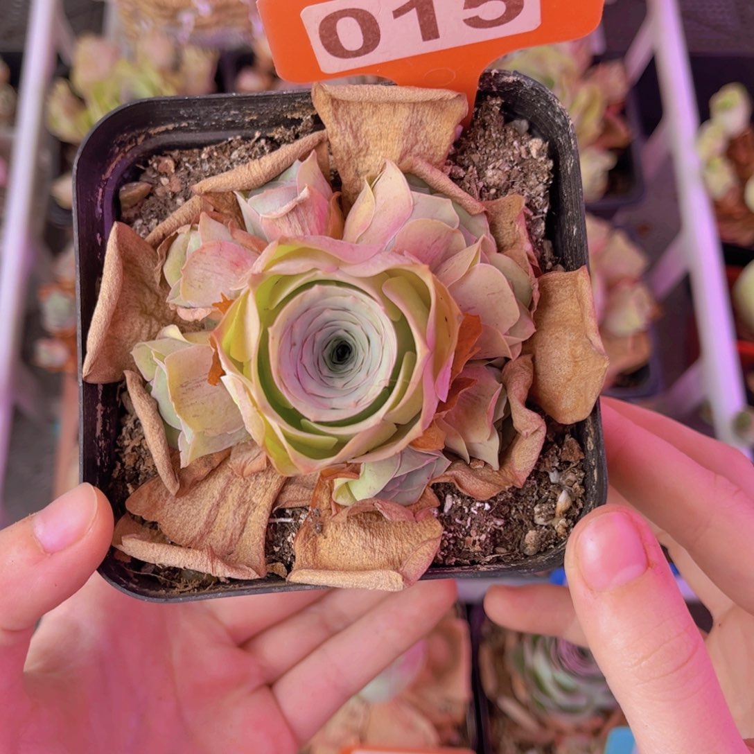 萤***虫单品一物一拍015号