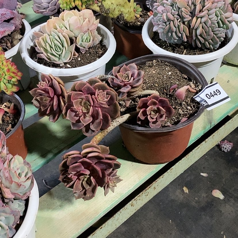 【闪购商品】大红袍0449