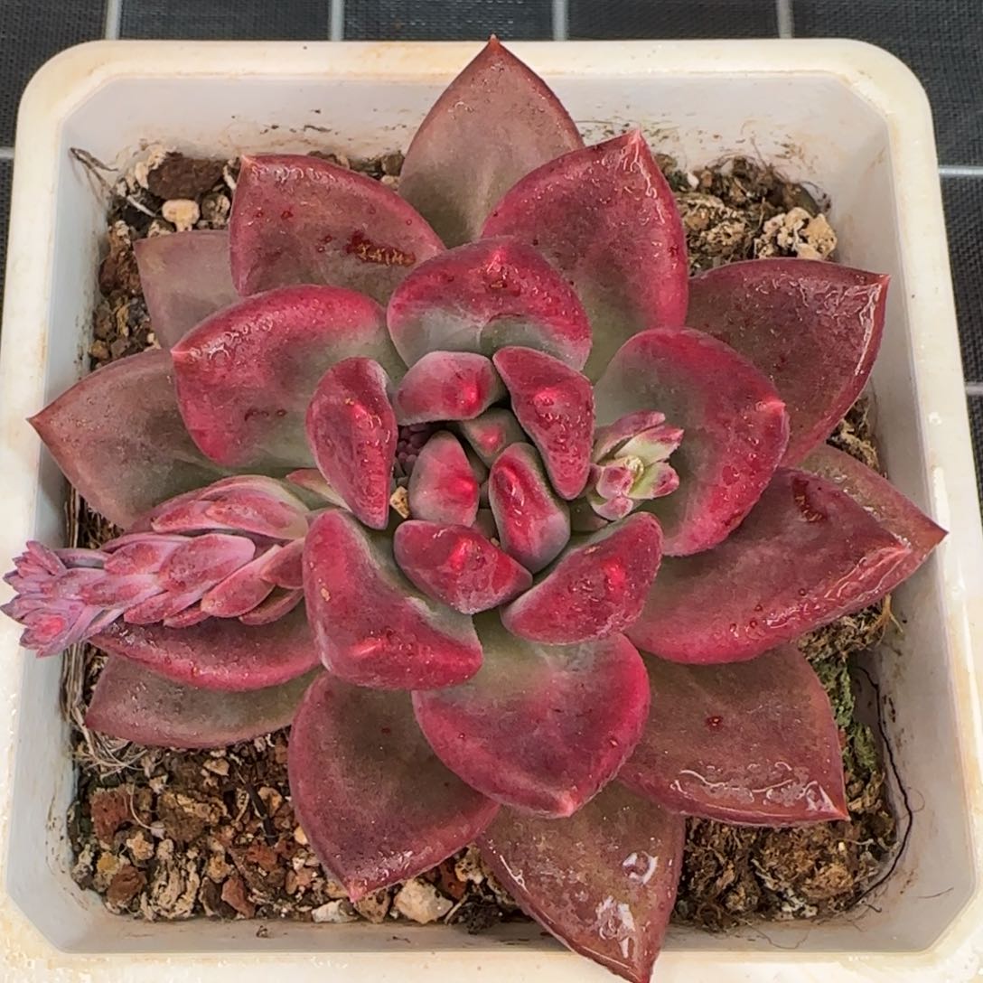 从前慢花园精选多肉迷雾泡泡