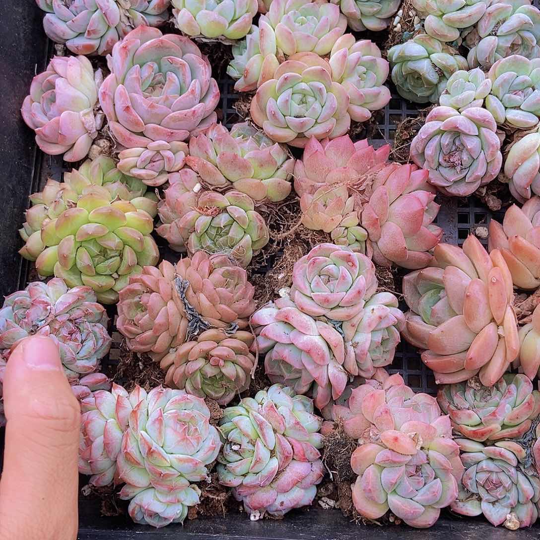 000000003量拍保底20颗群