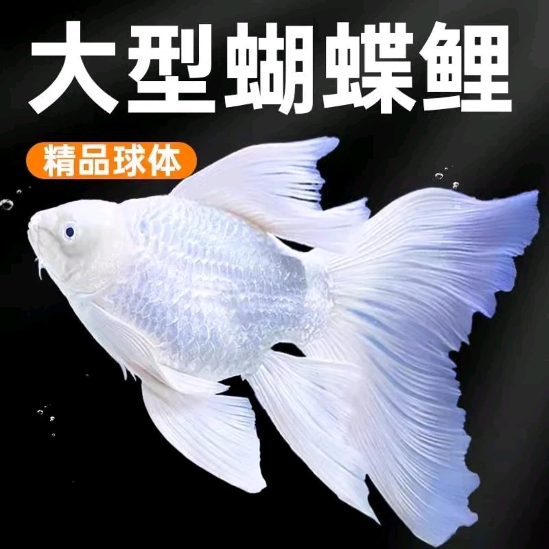 精品蝴蝶鲤30-33公分专用链接