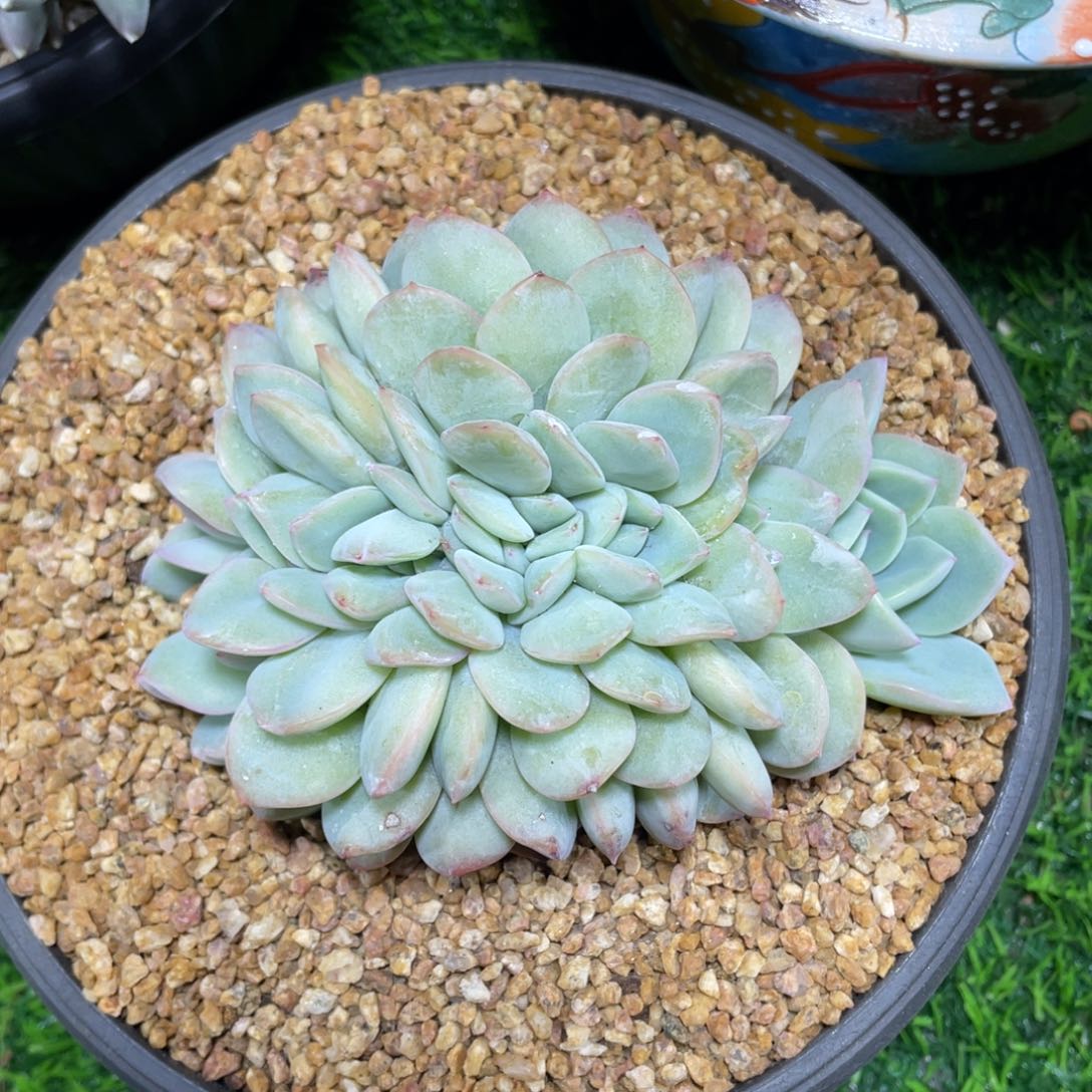 泡芙缀化多肉植物