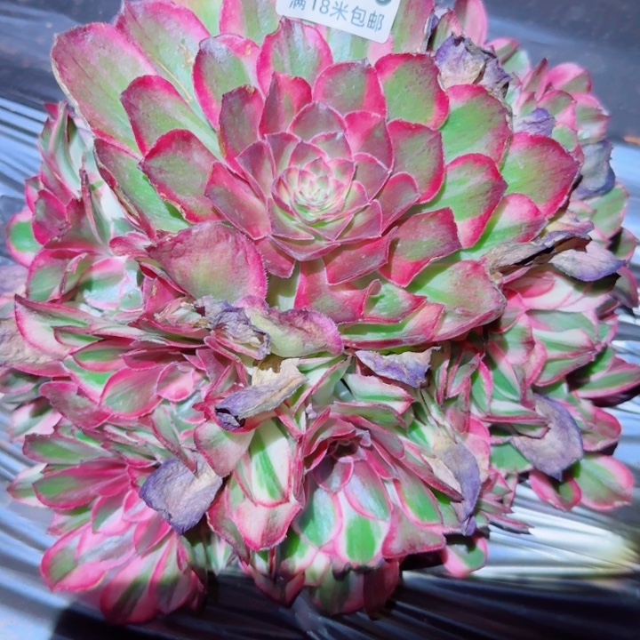 多肉法师淘宝福利