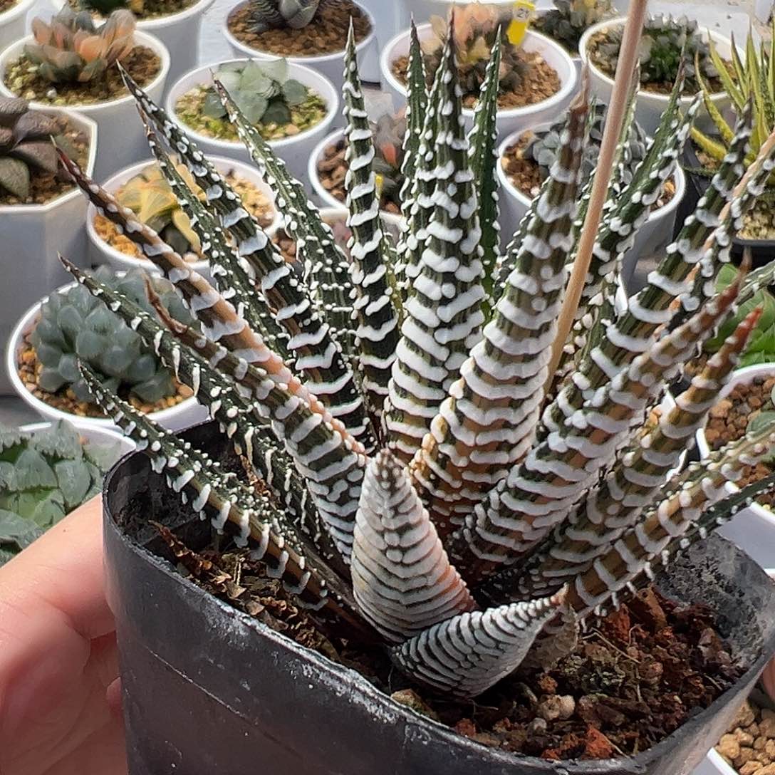 斑马锦十二卷多肉植物