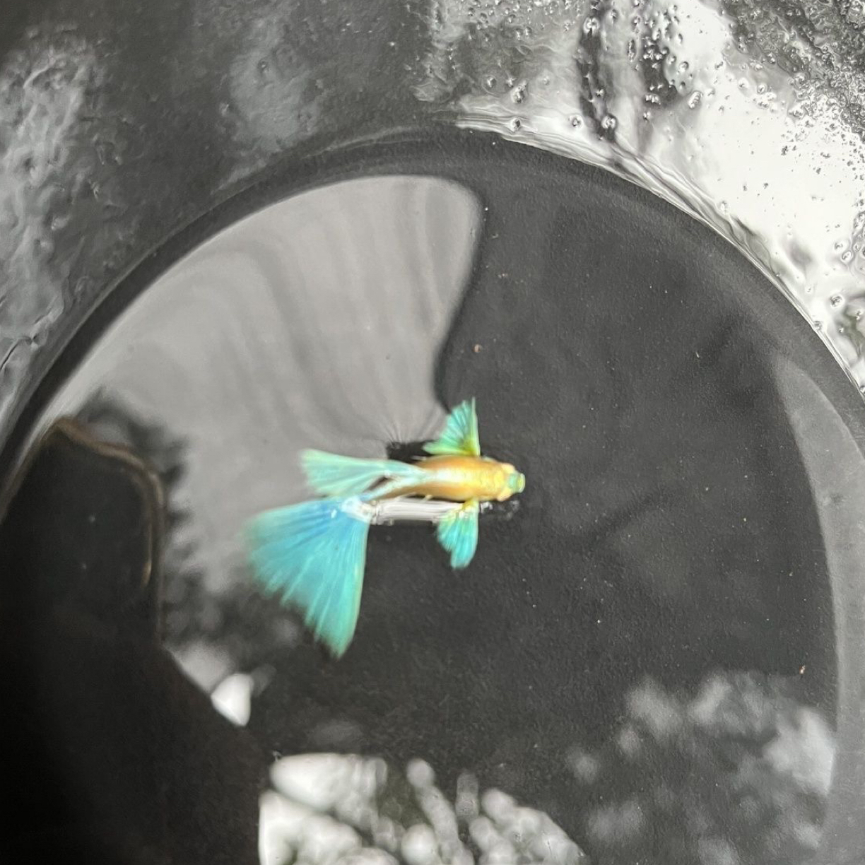 鱼精灵 宠粉福利孔雀鱼专拍链接（凭开箱视频报损 入缸后不包损）