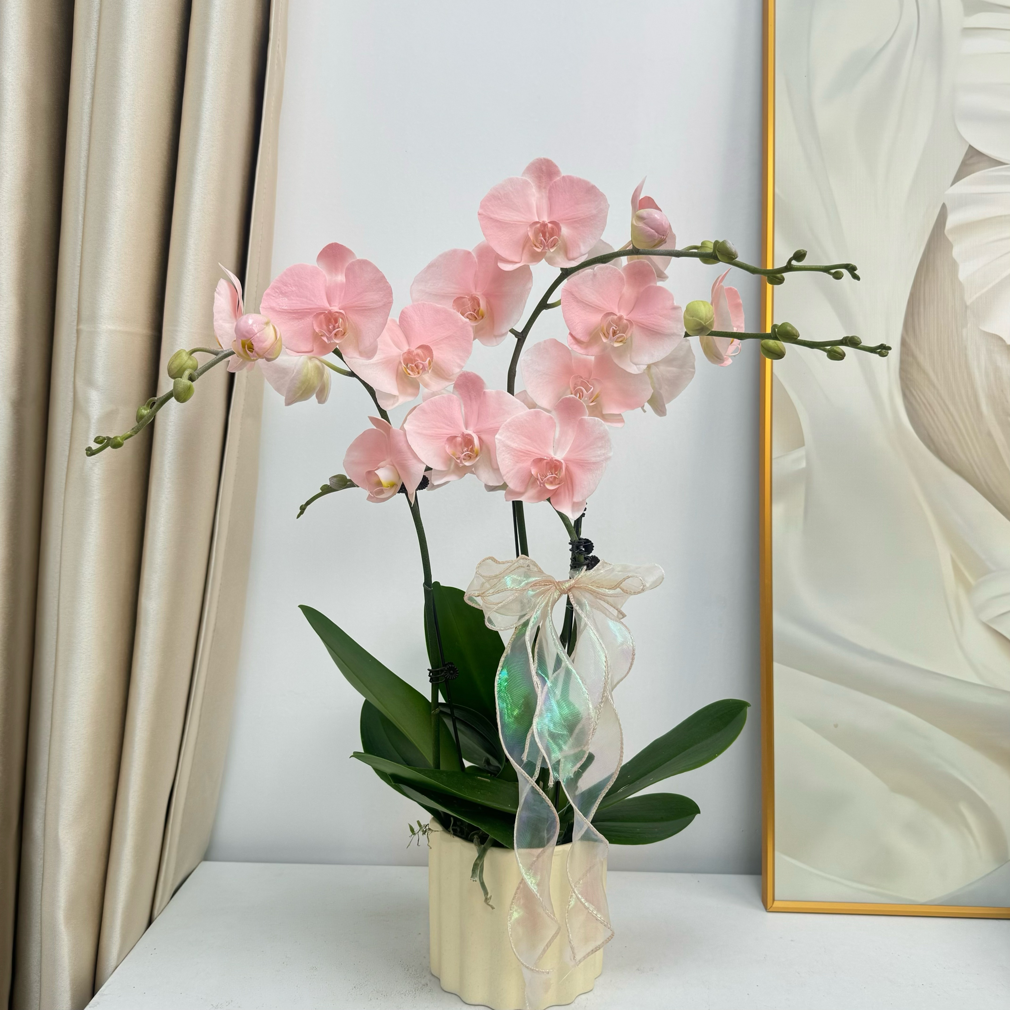 蝴蝶兰 【大水蜜桃】粉色系花花 特殊工艺 植物上色 观赏花 蝴蝶兰 