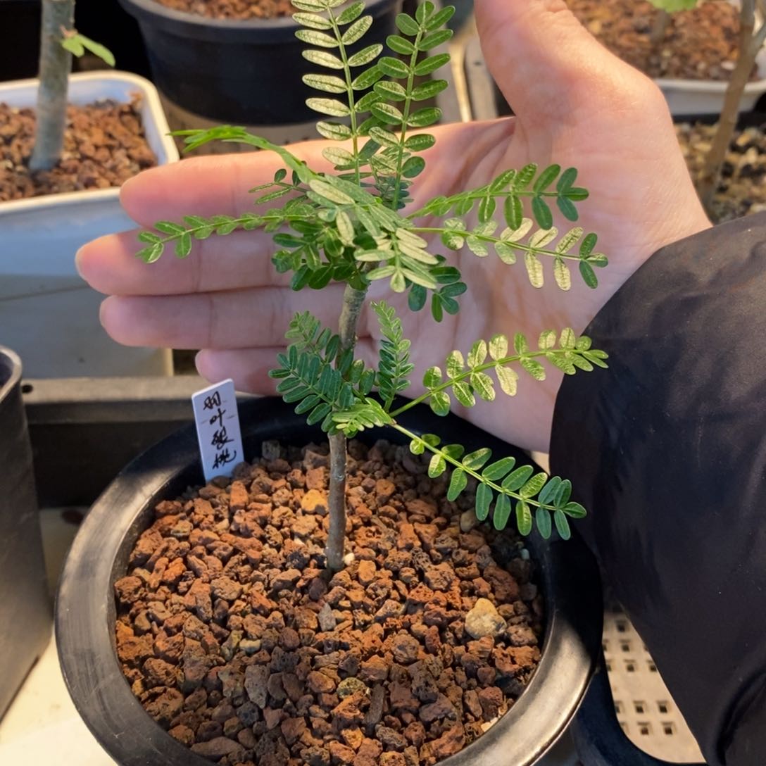 羽叶裂榄带盆发货