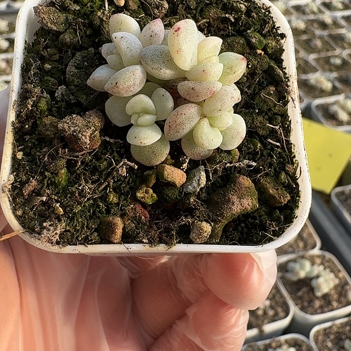 五头冰玉石化锦一物一拍