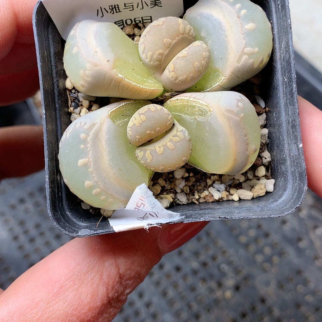 B88多肉植物保护研究所