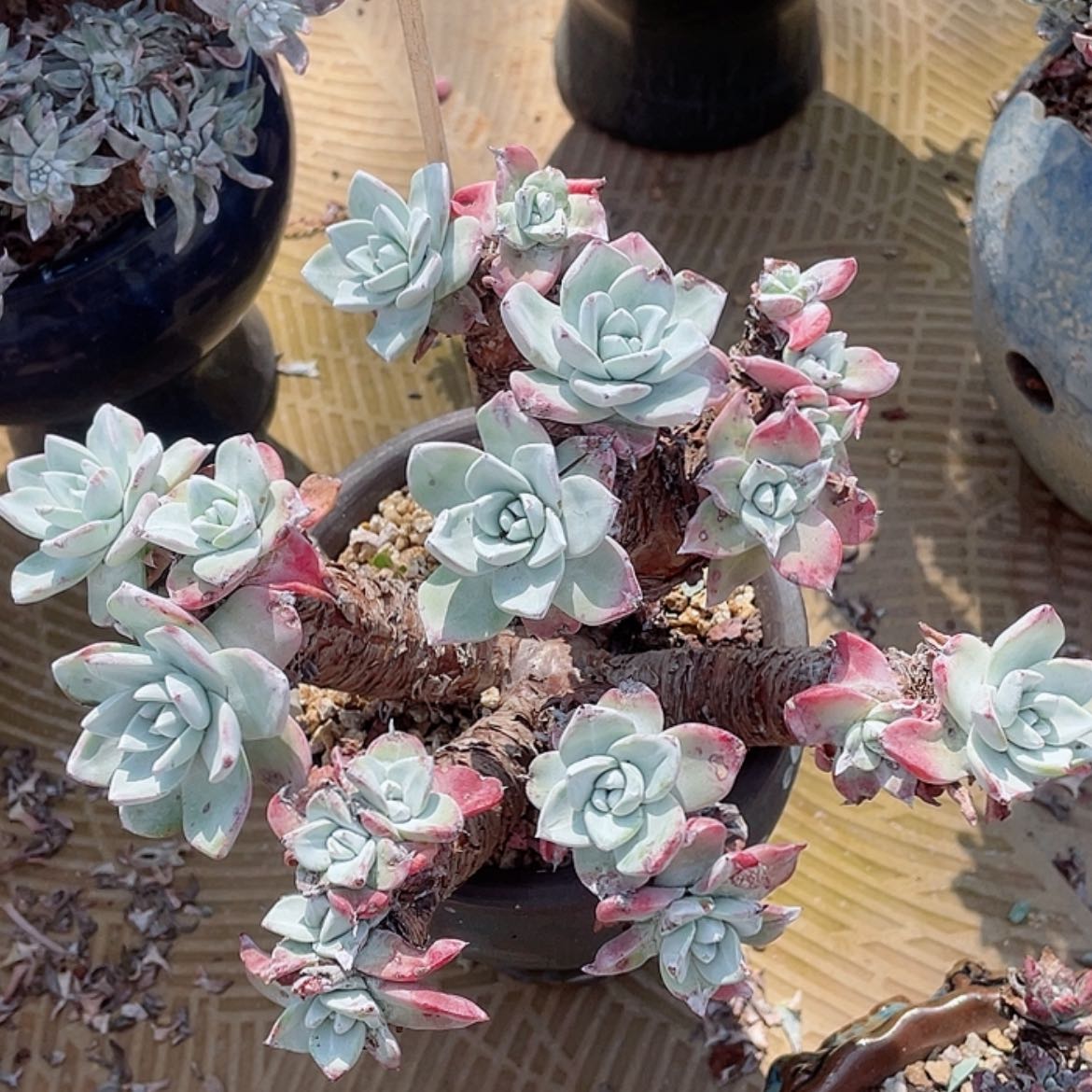 【闪购商品】大花朵苹果叶