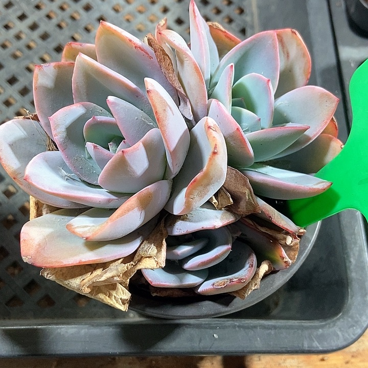 多肉植物布鲁兰754