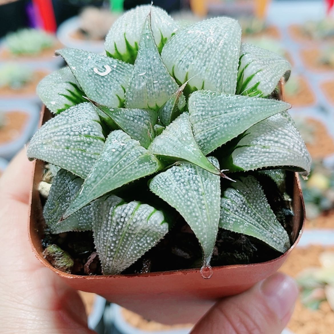 【闪购商品】吕之星
