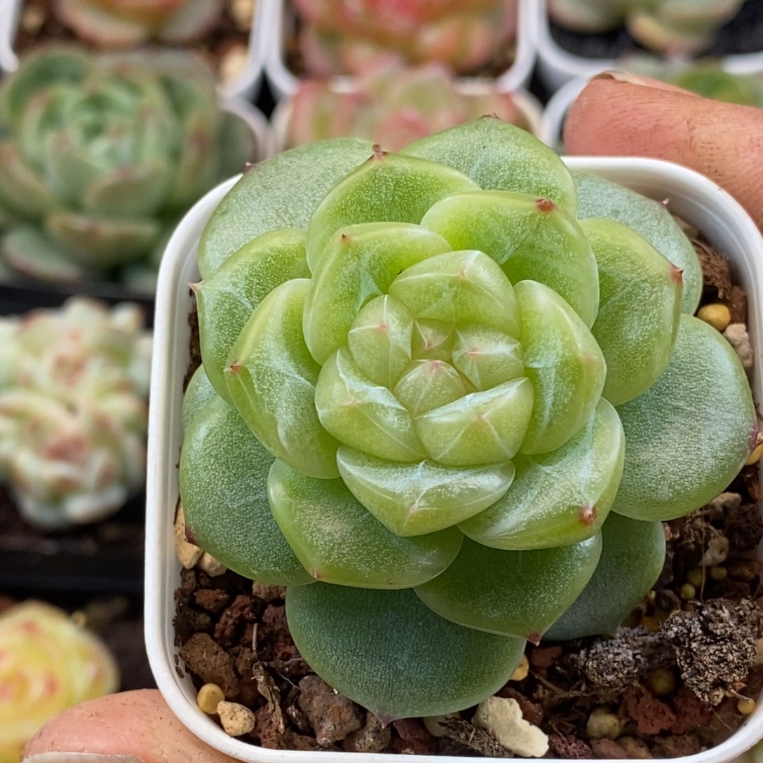 天官赐福百无禁忌