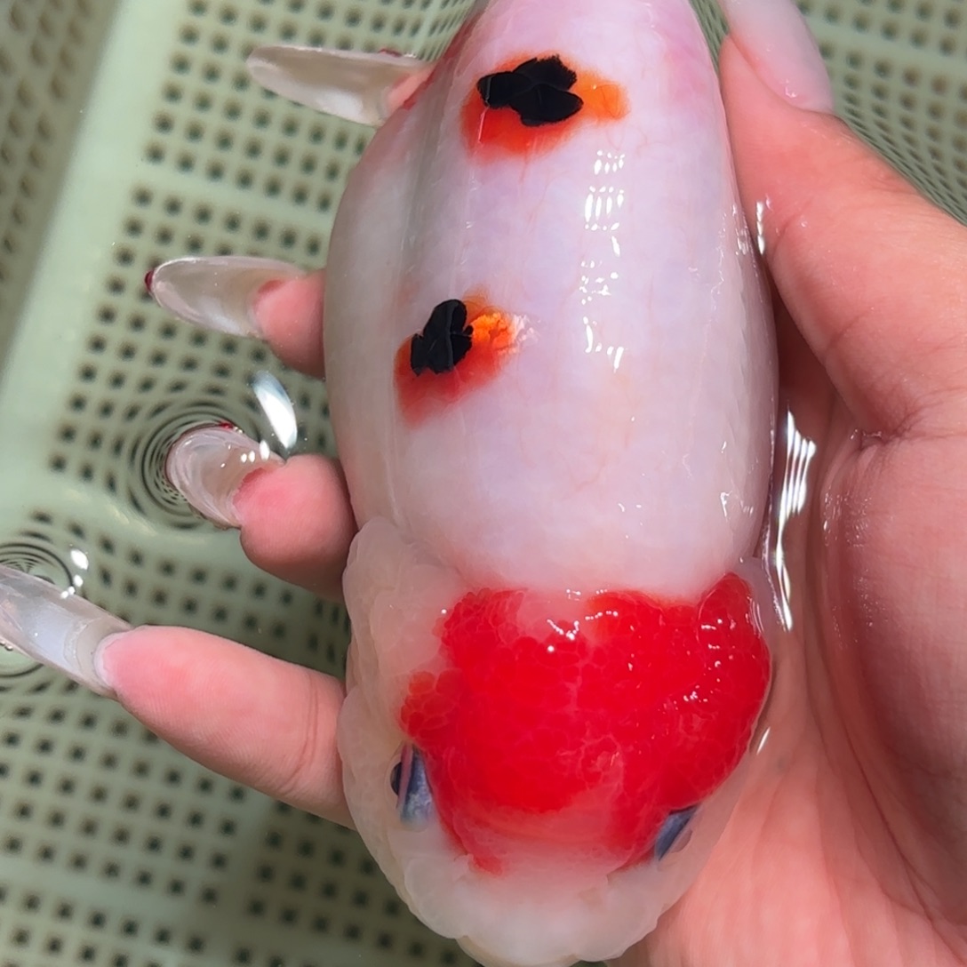 l***y金鱼拍包装包邮不拍包装运费到付