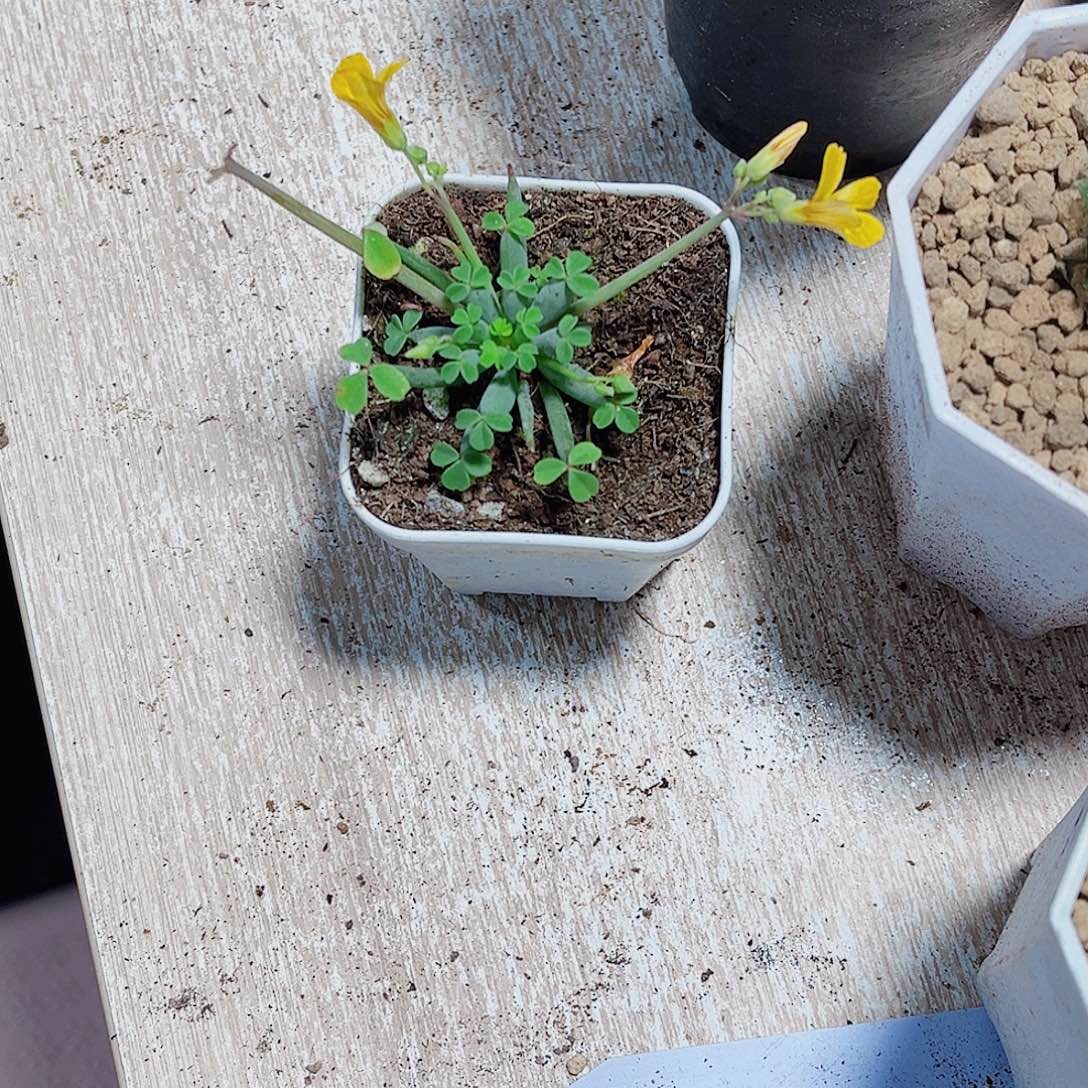 好看的小草新手福利的