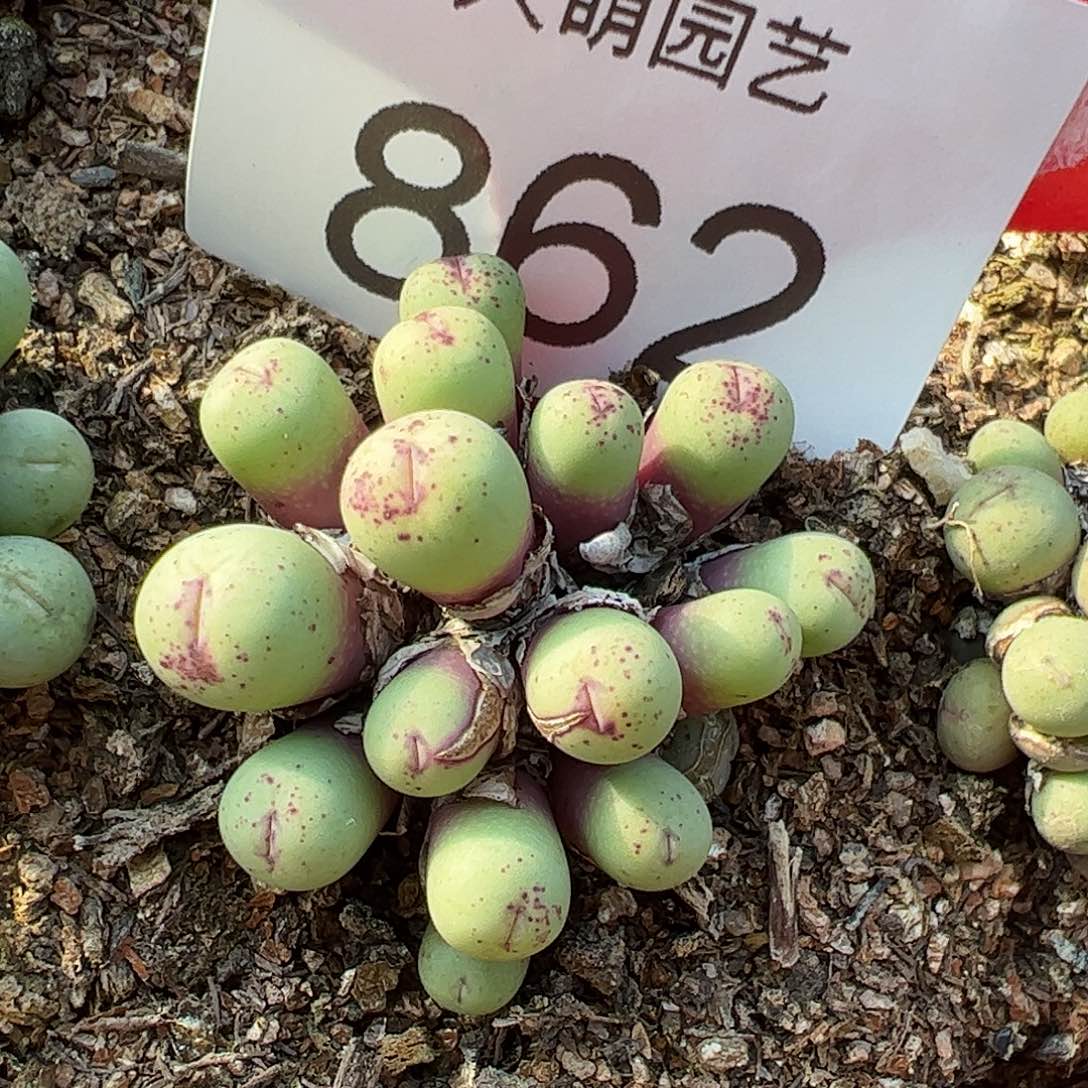 0000862 一物一拍……