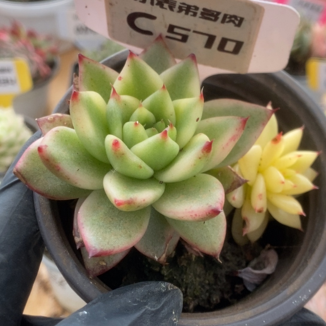 570东云杂锦锦锦锦锦锦