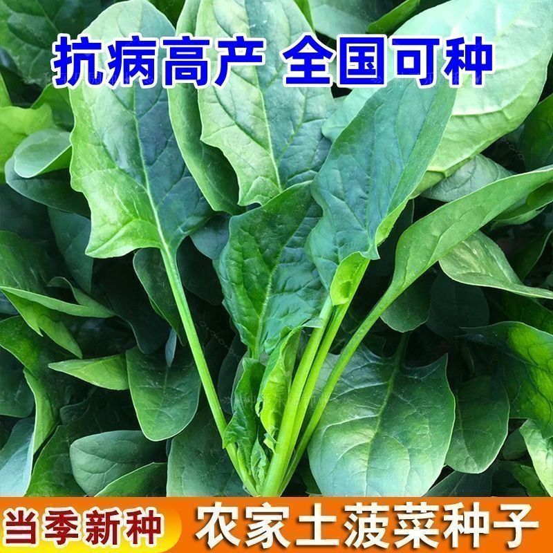 【任意拍满5包包邮】菠菜种子农家土菠菜盆栽地栽小院种植蔬菜种籽