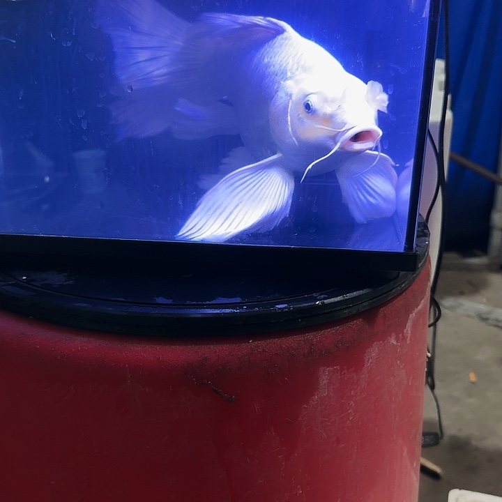 明***风蝴蝶鲤鱼蝴蝶鲤120