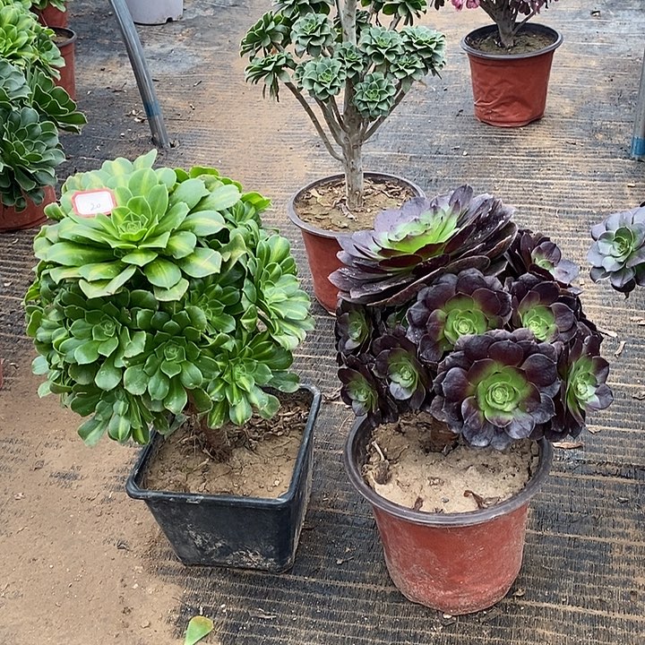 20，2款多肉法师多肉法师