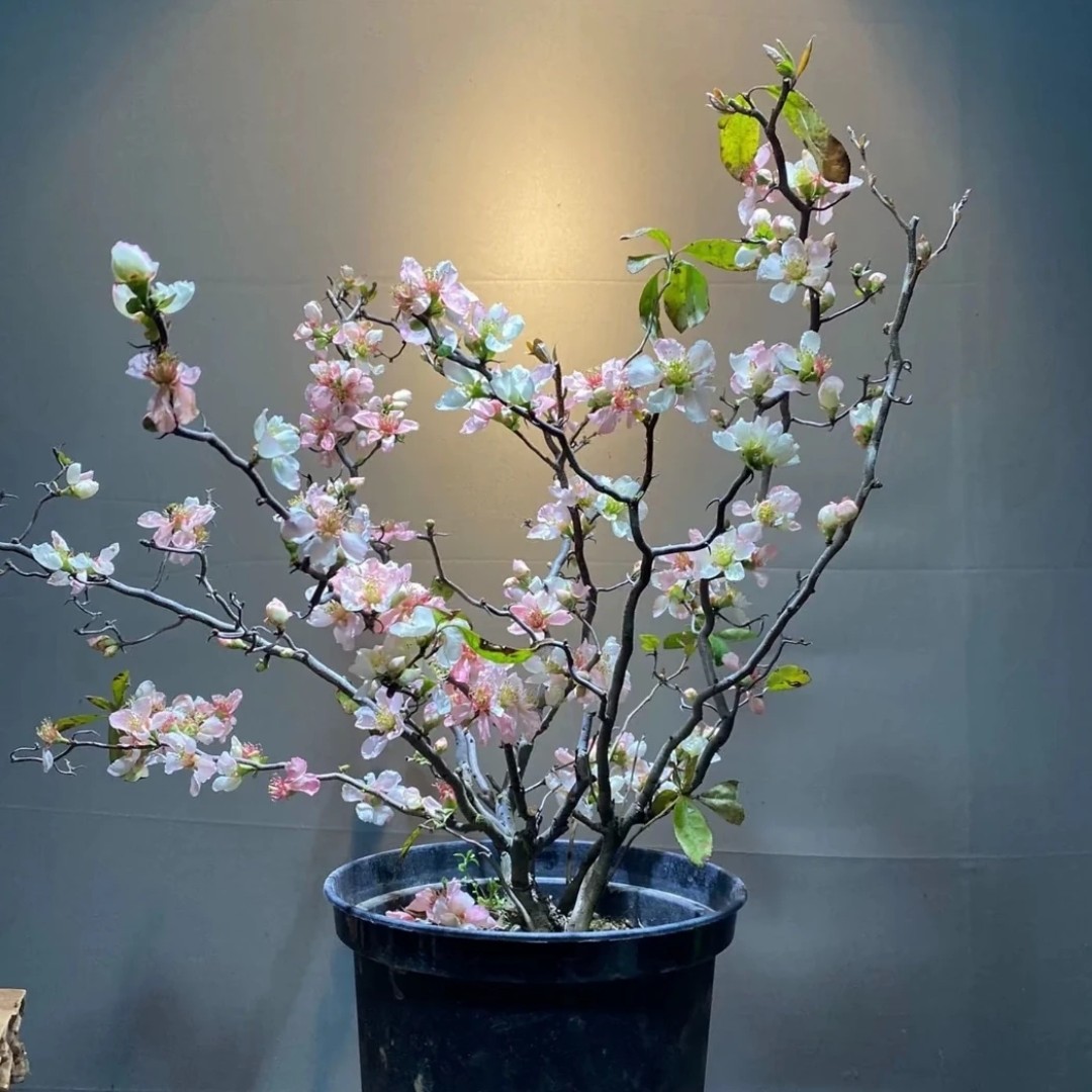 复色云竜海棠云龙海棠红花云竜海棠龙游型曲枝海棠白花云竜海棠