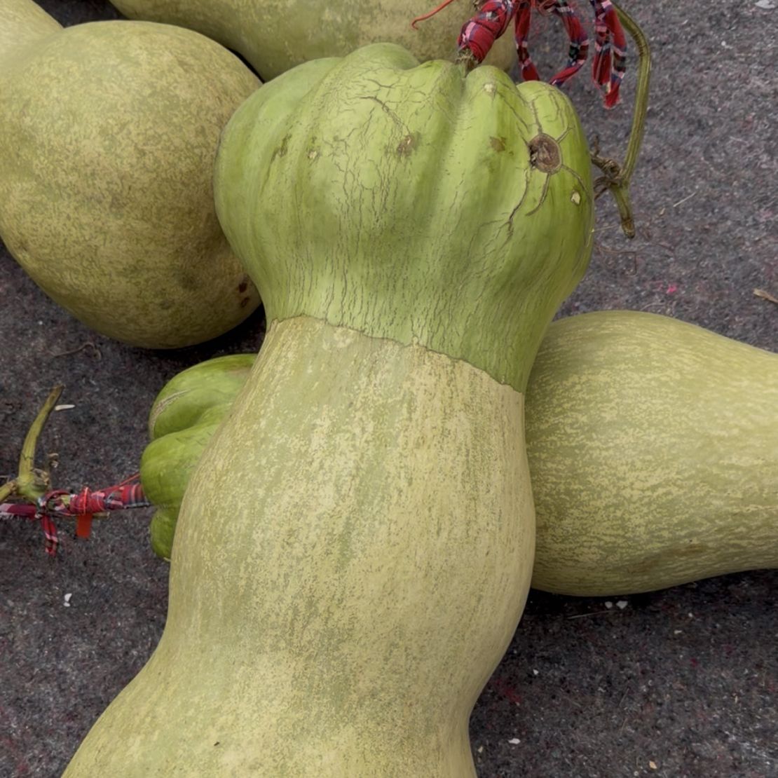 超大莲花头种 子 5 粒