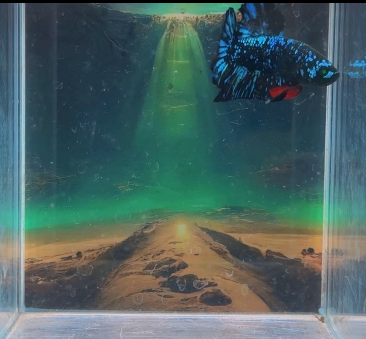 耐养小型冷水中国斗鱼淡水观赏鱼无需打氧适合新手