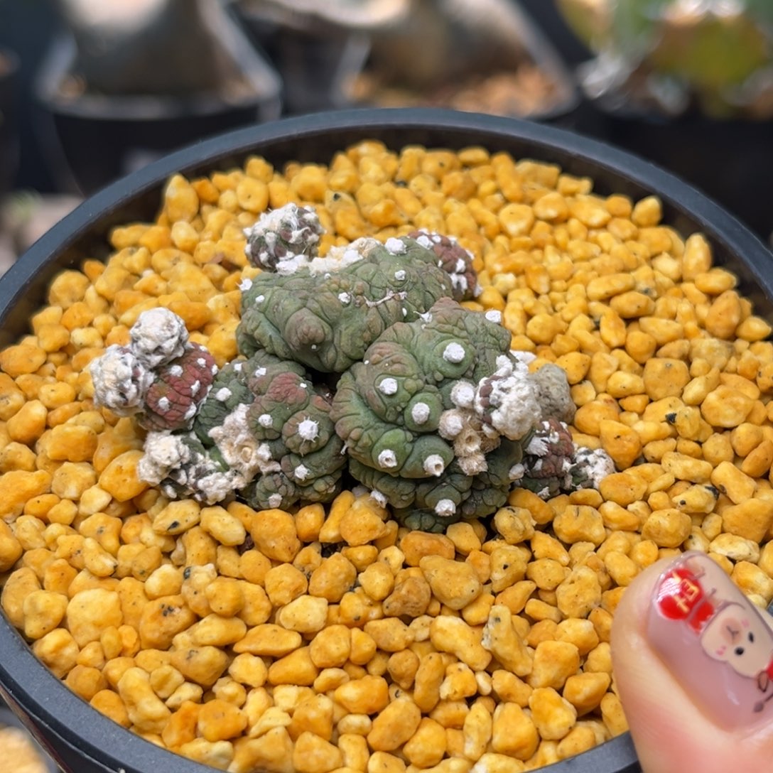 悟空兜Zzzzzzzzzzzz