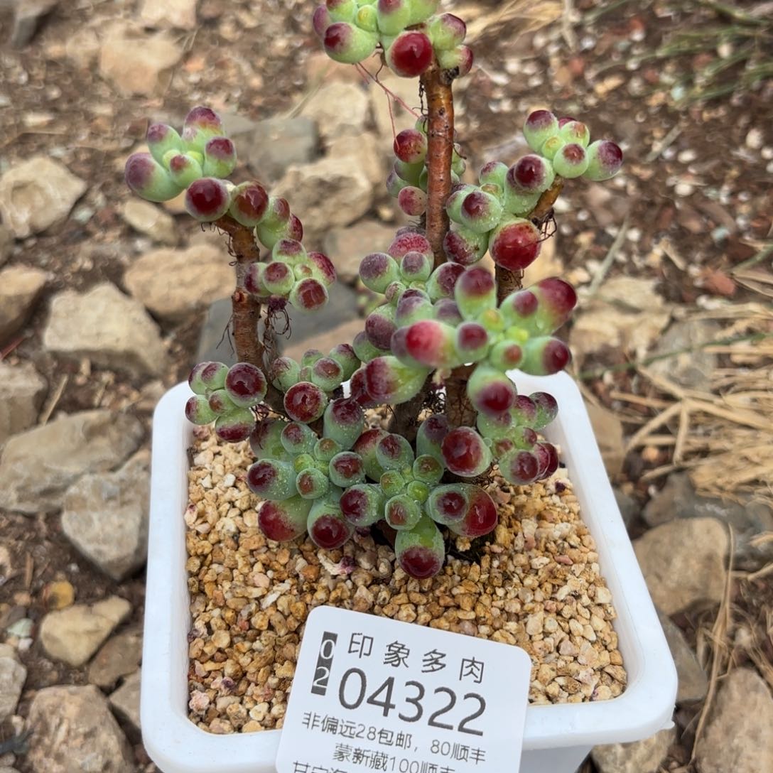 多肉植物04322脱土带盆