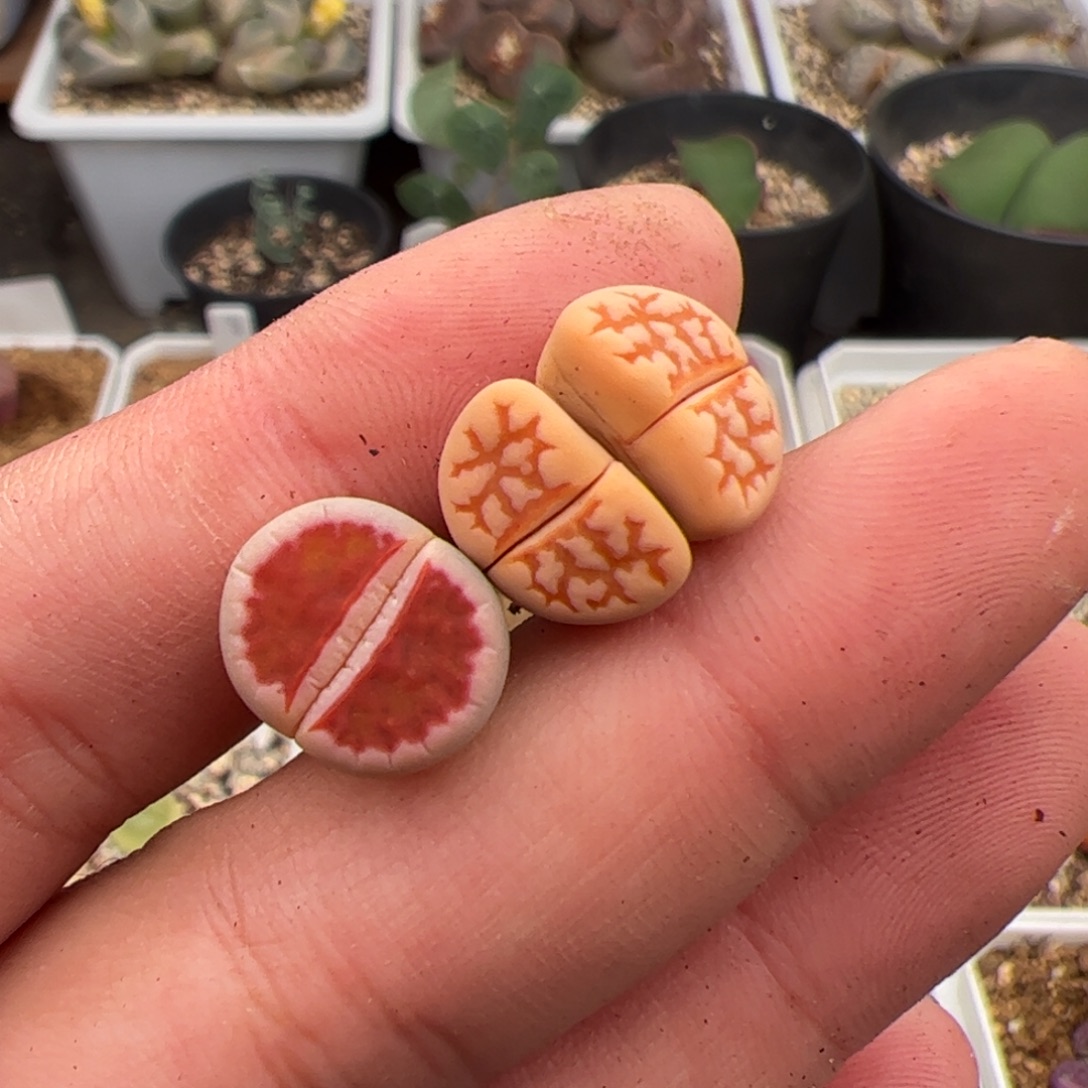 凌***霄035号特赤➕黄金线 多肉植物