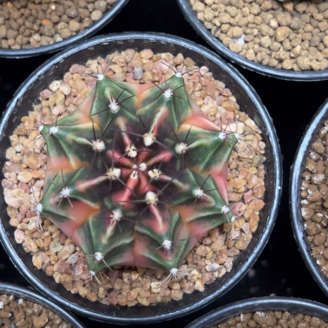 全品实生米哈锦带盆土发货1