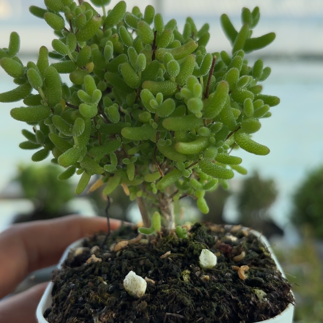 846蜜橘糖球枝干福利