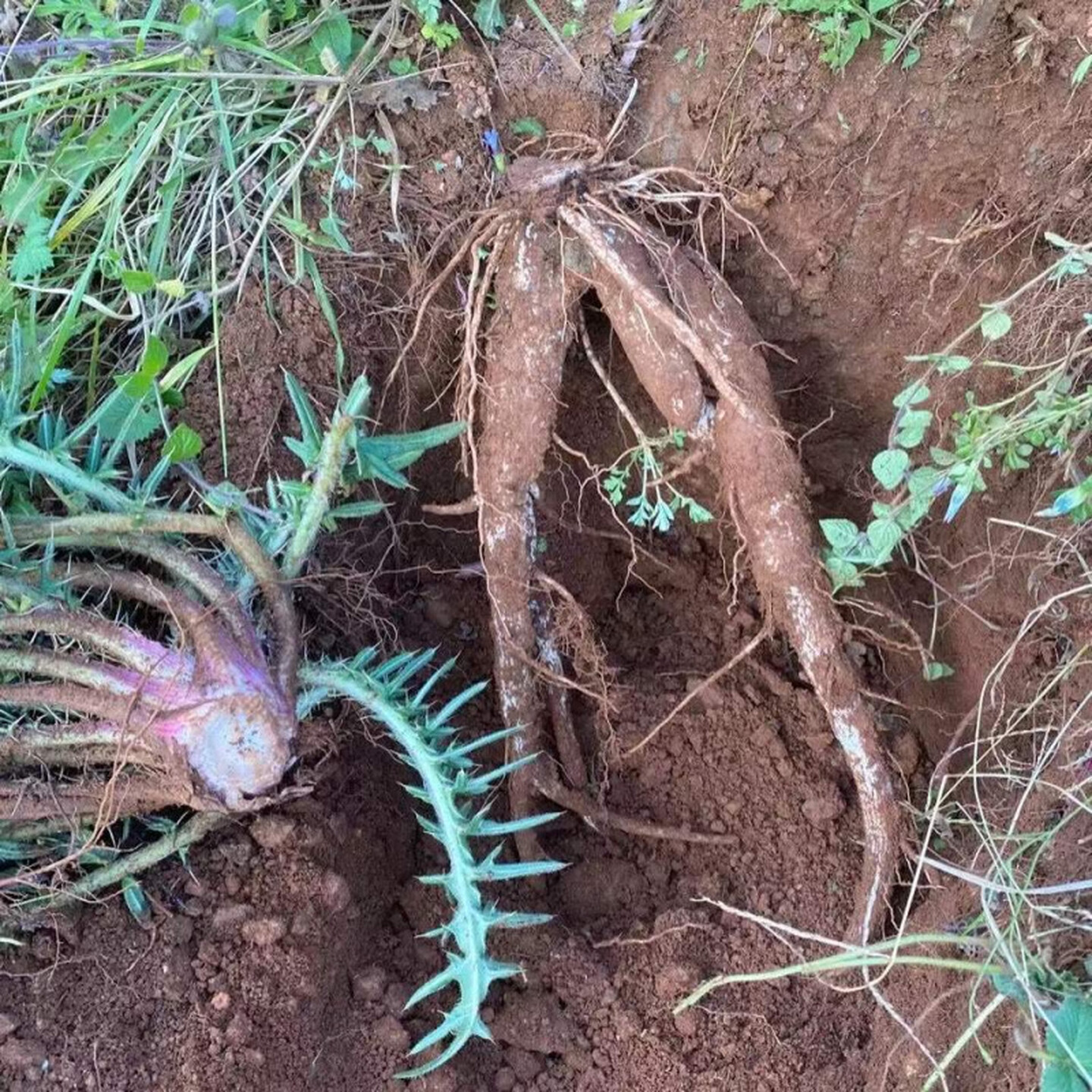 云南现挖新鲜马刺根鸡刺根大蓟根刺萝卜恶炖鸡炖排骨炖猪蹄