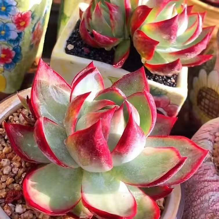 【满9.9包邮】惊鸿仙子6cm盆  多肉植物适合新手颜值高以直播间为准