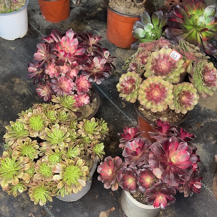 组合多肉植物法师622