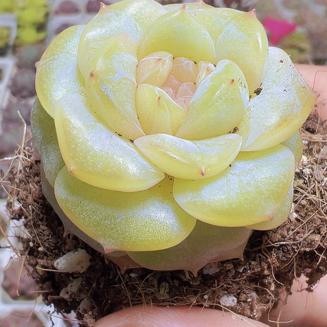 玉盏19包邮多肉植物