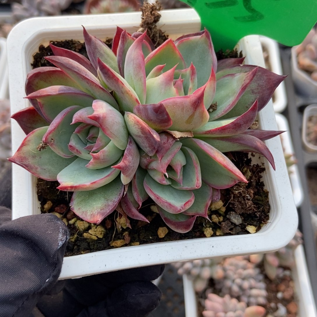 755惊鸿仙子多肉植物