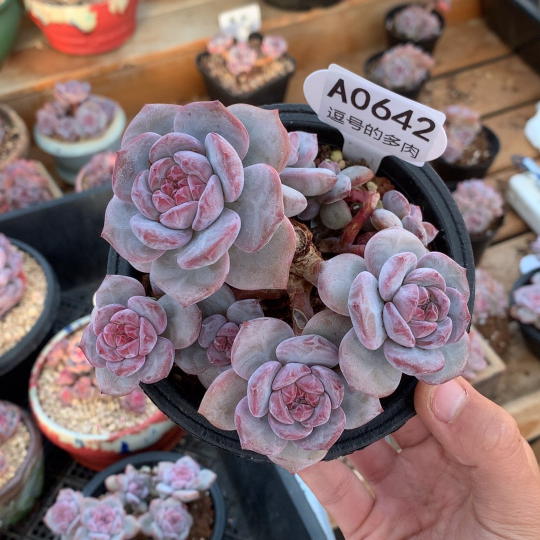 A0642 突尼斯 绿底紫心 有砍 11cm