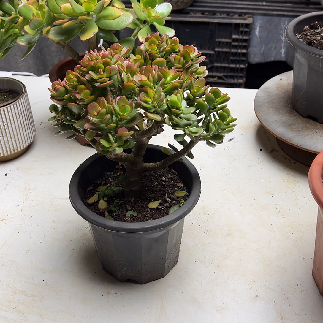 4年摇钱树盆土发货