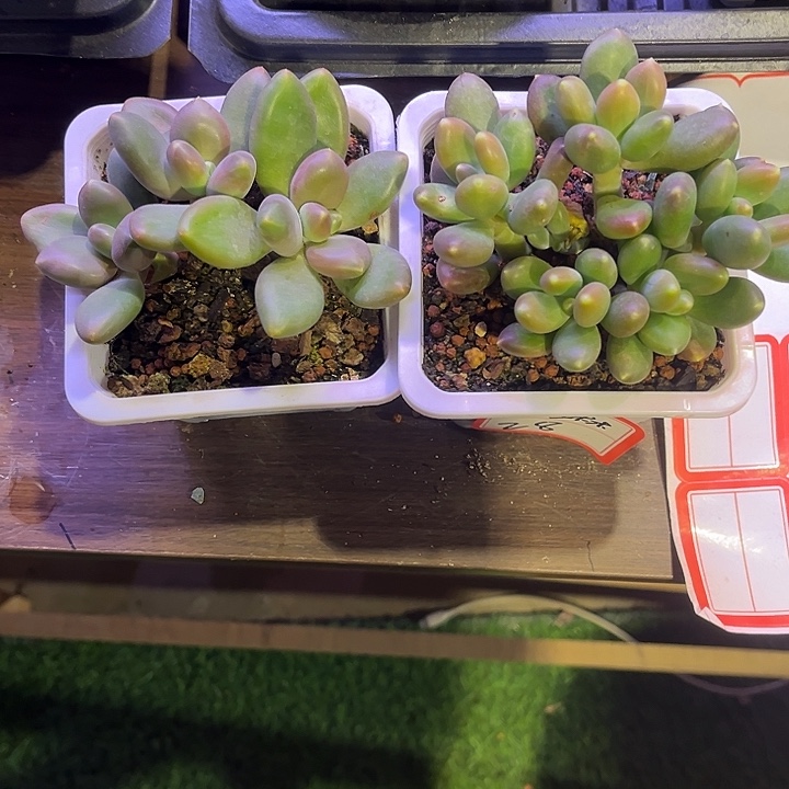 琳***琳两个多肉一起 一物一拍 